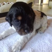 Chiot mâle epagneul breton lof #2