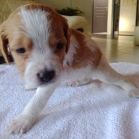 Chiot mâle epagneul breton lof #3