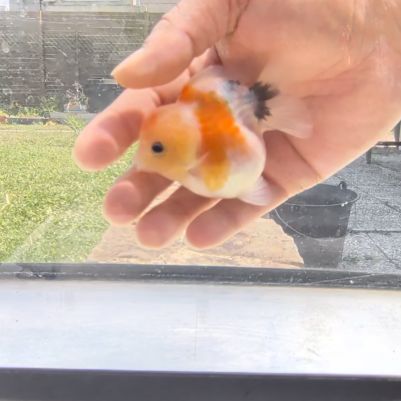 Oranda short body #2