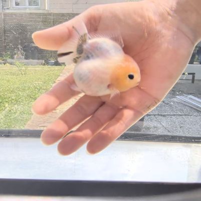 Oranda short body #3