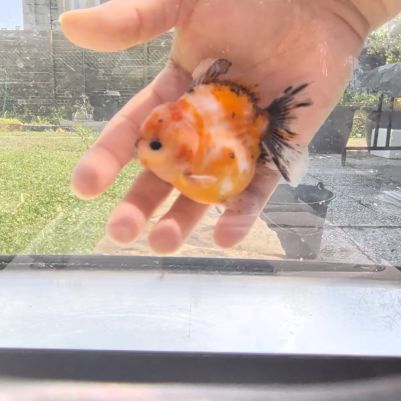 Oranda short body #5