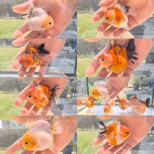 Oranda short body #9