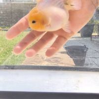 Oranda short body #1