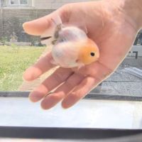 Oranda short body #3