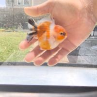 Oranda short body #4