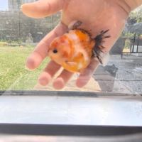 Oranda short body #5