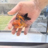 Oranda short body #6
