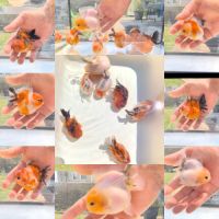 Oranda short body