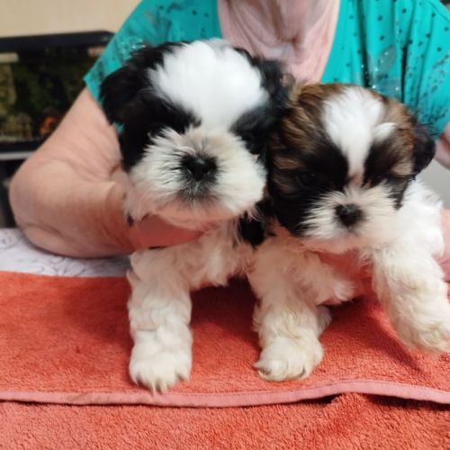 Petites femelles shih tzu à réserver #3