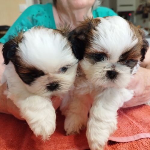 Petites femelles shih tzu à réserver #4