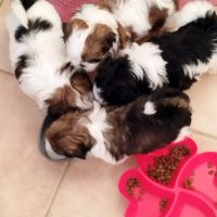 Petites femelles shih tzu à réserver #1
