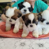 Petites femelles shih tzu à réserver