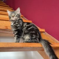 Crevette une chatonne avec un amour immense à donn #1