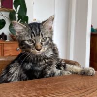 Crevette une chatonne avec un amour immense à donn #2