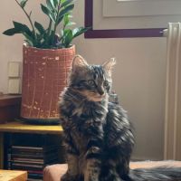 Crevette une chatonne avec un amour immense à donn