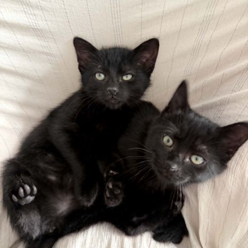 Colette & selma 2 chatonnes  ok chats et chiens