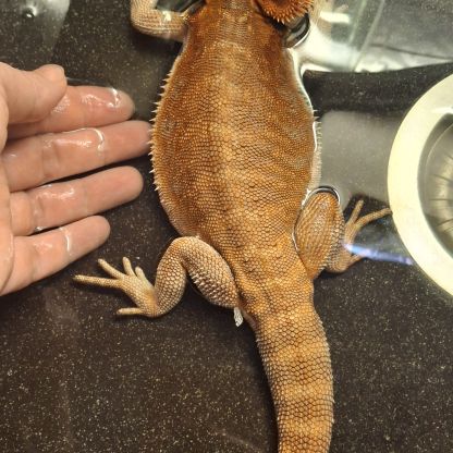 Pogona mâle de 1 an #3