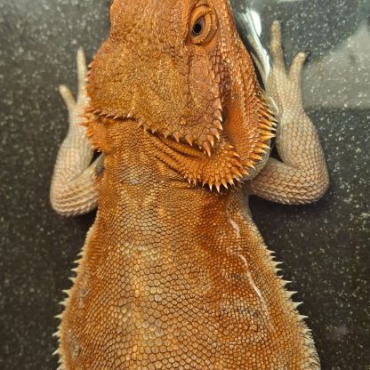 Pogona mâle de 1 an