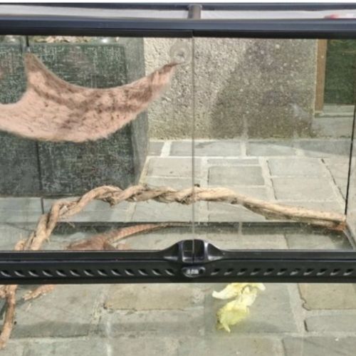 Pogona mâle de 1 an #5