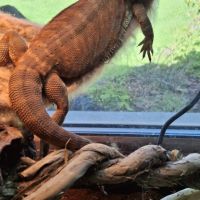 Pogona mâle de 1 an #1