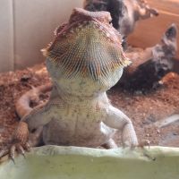 Pogona mâle de 1 an #2