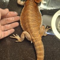 Pogona mâle de 1 an #3