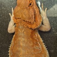 Pogona mâle de 1 an #0