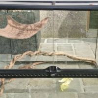 Pogona mâle de 1 an #5