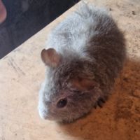 Rex mâle gris argenté