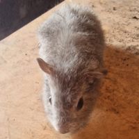 Rex mâle gris argenté #2