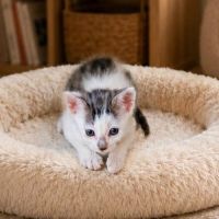 Chat ziggy à l adoption