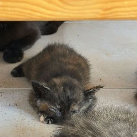 Chat tortie à l adoption