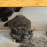 Chat tortie à l adoption