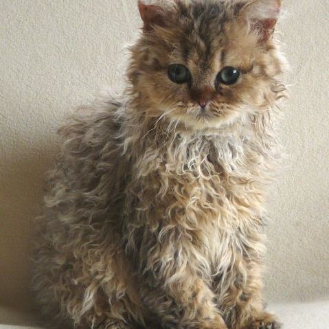 Chaton male selkirk rex poils longs