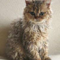 Chaton male selkirk rex poils longs