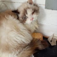 Chaton male selkirk rex poils longs #3