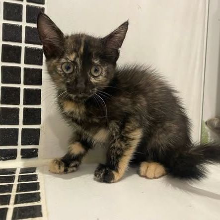 Chat koquet à l adoption