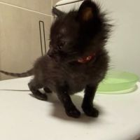 Chat spidey à l adoption #0