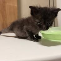 Chat spidey à l adoption #2
