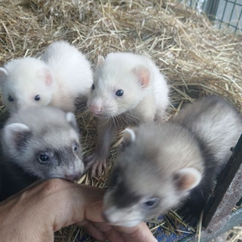 Furetons mâles et femelles