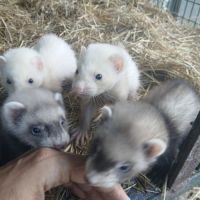 Furetons mâles et femelles