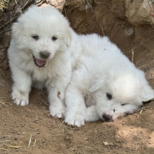 Chiot montagne des pyrénées / patou #0