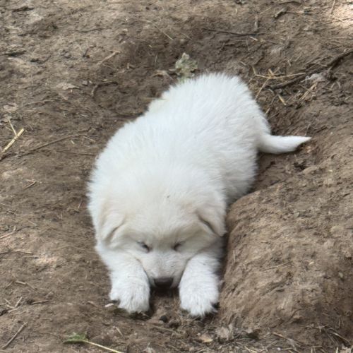 Chiot montagne des pyrénées / patou #3