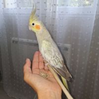 Taz jeune mâle de 1an #2