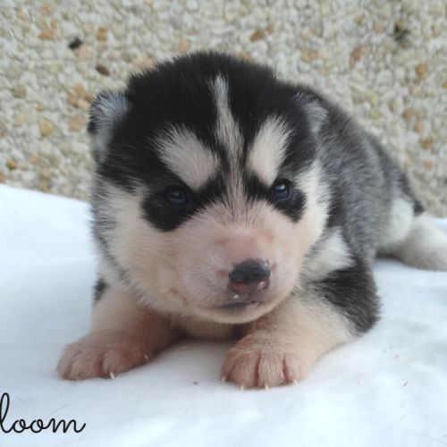 Chiots husky sibérien lof #1