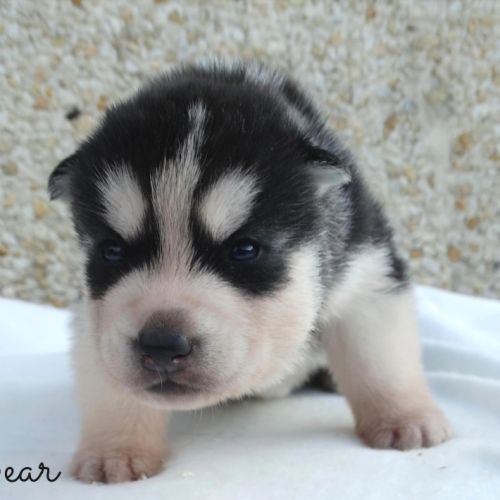 Chiots husky sibérien lof #0