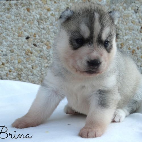 Chiots husky sibérien lof #4