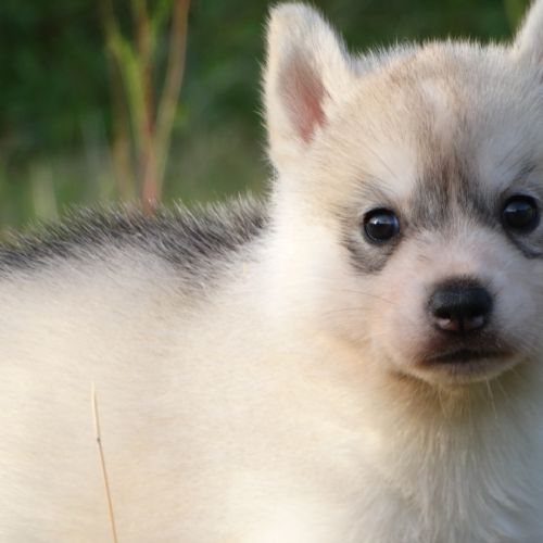 Chiots husky sibérien lof #1
