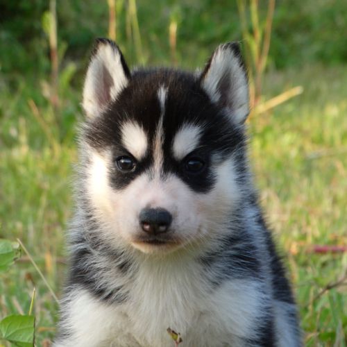 Chiots husky sibérien lof