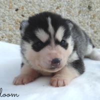 Chiots husky sibérien lof #1